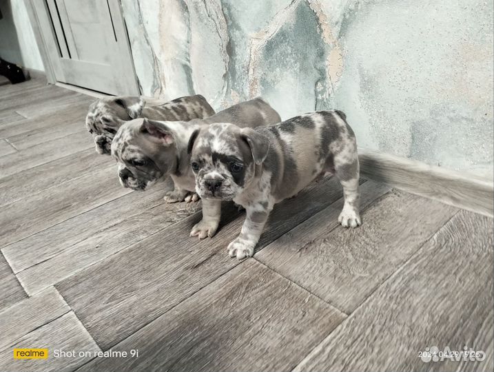 Французский бульдог щенки мерле
