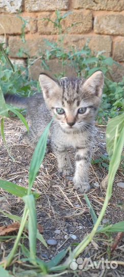 Коты в дар, в добрые руки очень игривые, кушают