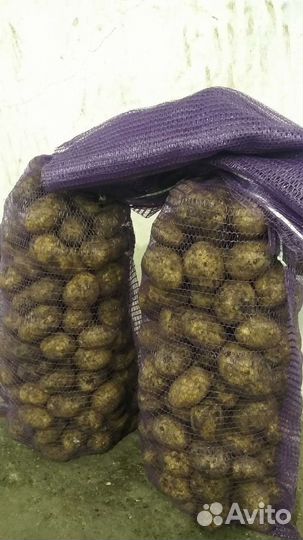 Продажа картофеля оптовая