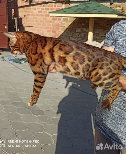 Бенгальская кошка вязка