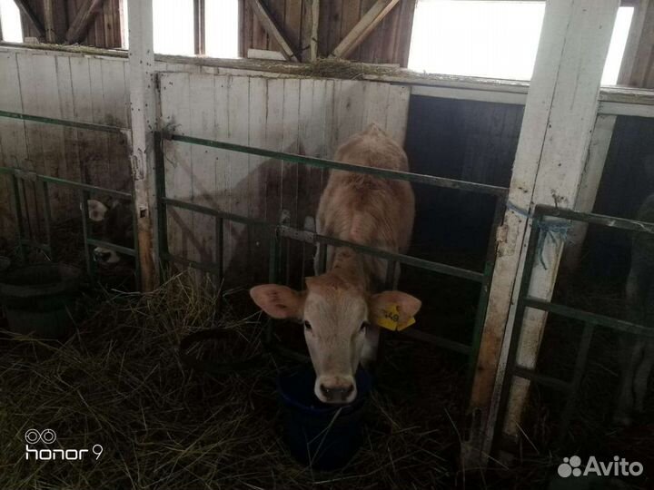 Телята Швицкой породы и др