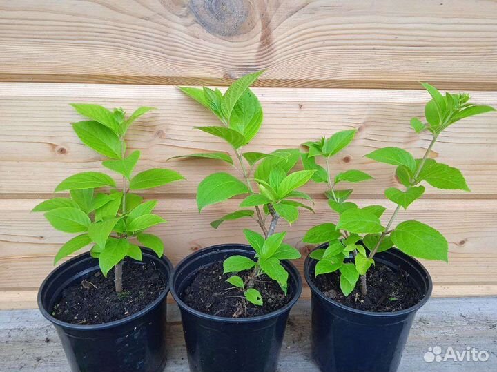 Гортензия метельчатая Пинк даймонд