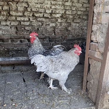 Петухи мехеленская кукушка