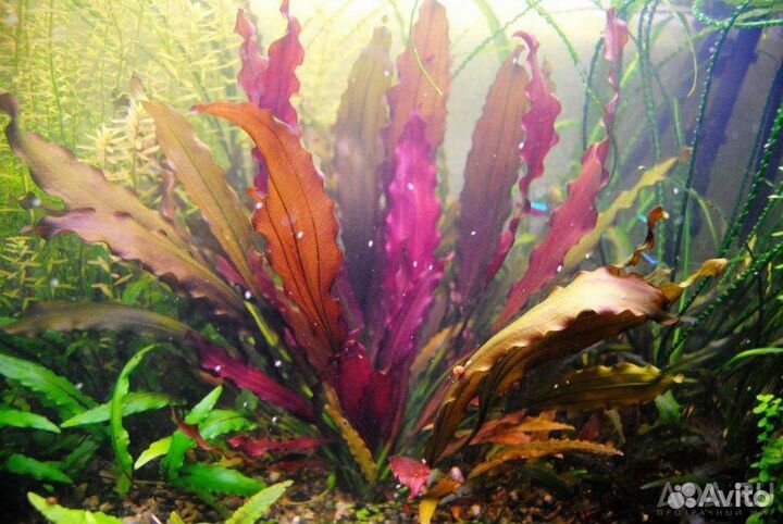 Эхинодорусы, кринум, криптокрина, апоногетоны