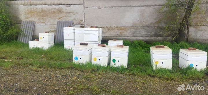 Продается пасека