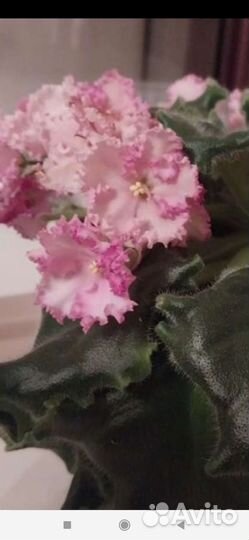 Фиалка, маленькие детки и укорененные листики