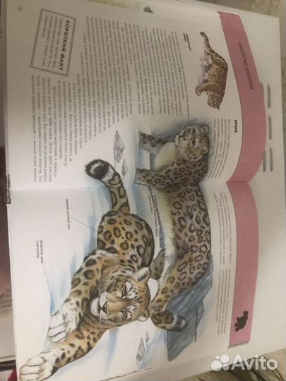 Энциклопедия животные новая