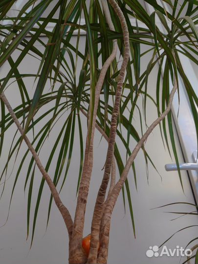 Пальма драцена маргината