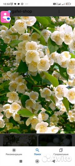 Чубушник венечный (Жасмин садовый)