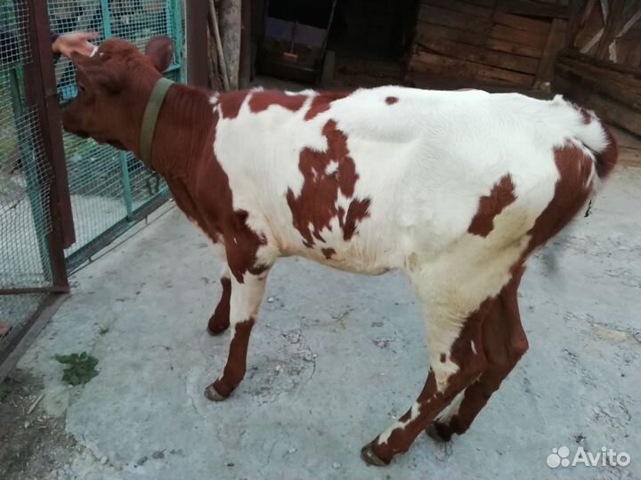 Продаётся теленок
