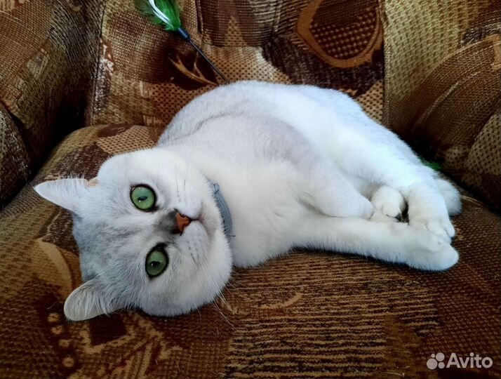 Шотландский кот вязка