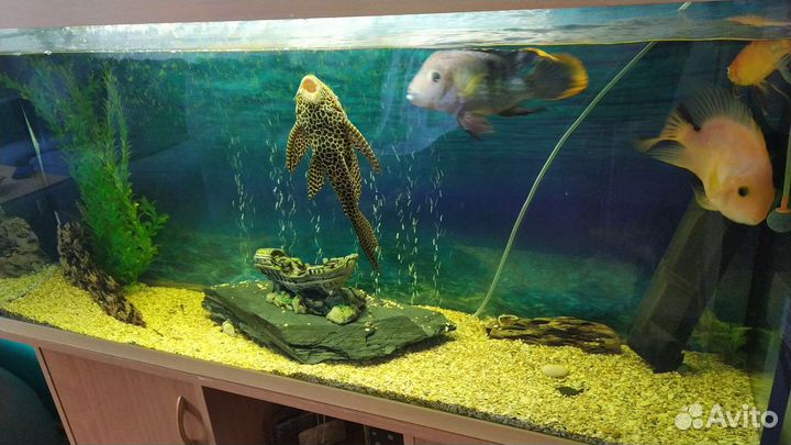 Аквариум с тумбой 300 литров