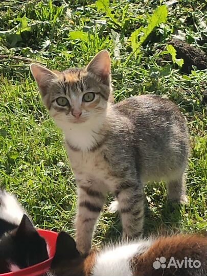 Котята в дар