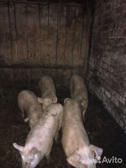 Свиньи и поросята обмен