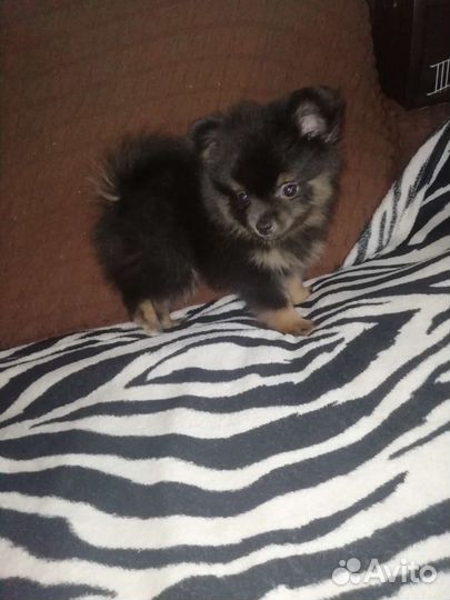 Щенки шпица