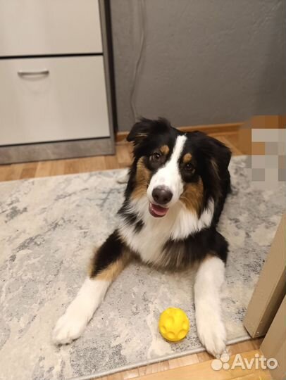 Аусси подросток девочка