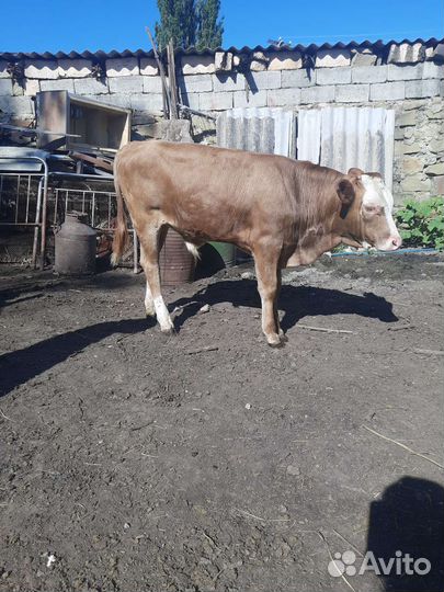 Корова с теленком