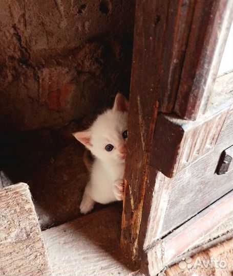 Котята в добрые руки бесплатно