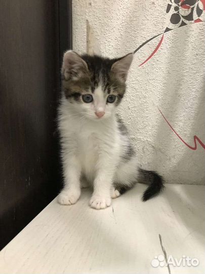 Котёнок в дар, в добрые руки