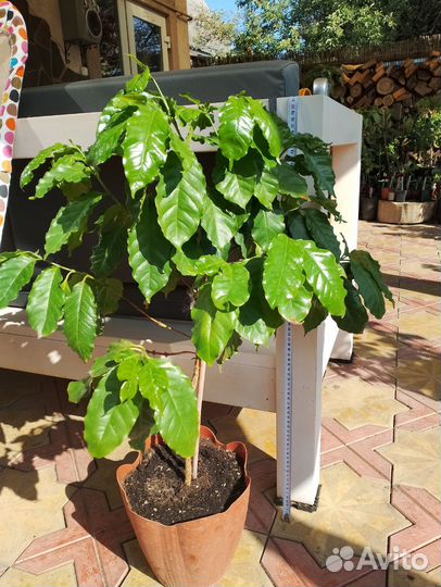 Кофейное дерево арабика