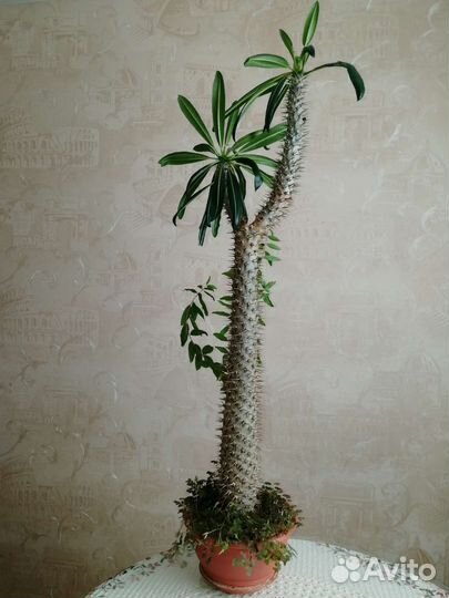 Пахиподиум, мадагаскарская пальма