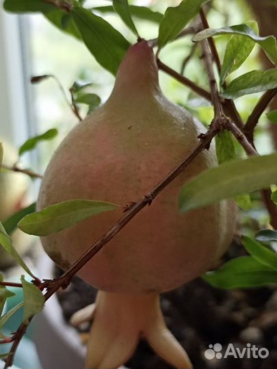 Комнатный декоративный гранат