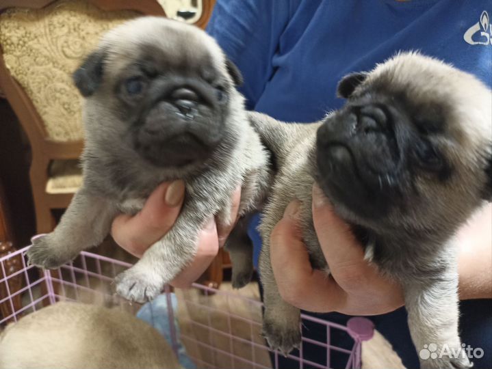 Щенки мопса