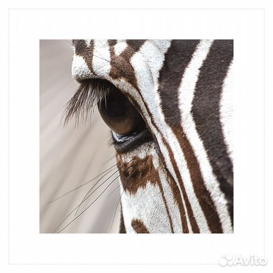 Постер 300х300мм зебра