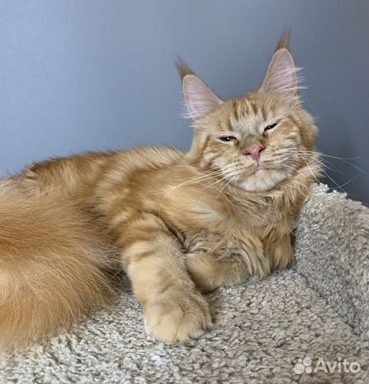 Мейн-кун Девочка