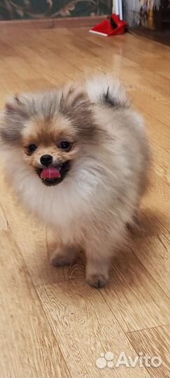 Шикарные парни