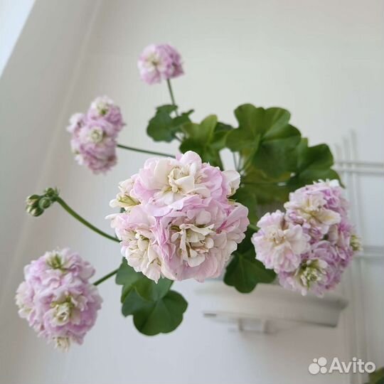 Герань пеларгония плющелистная