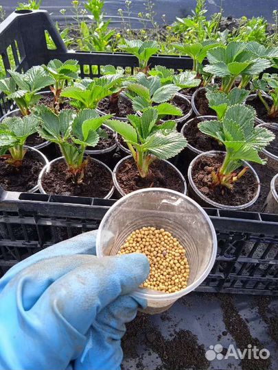 Саженцы клубники