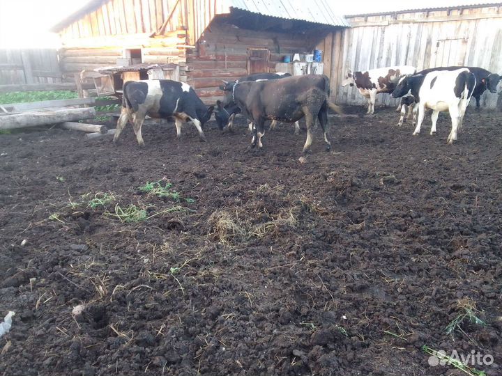 Быки на мясо