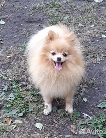 Девочка мини