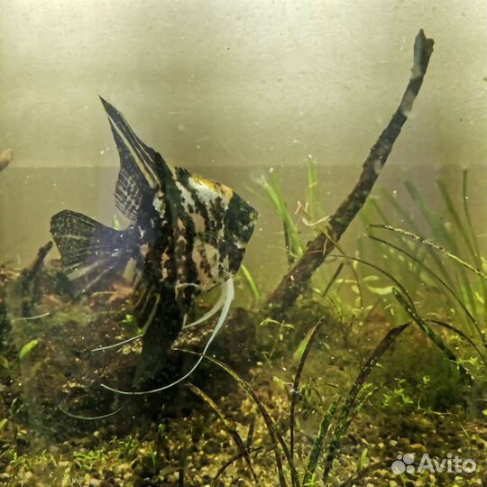 Скалярия черная