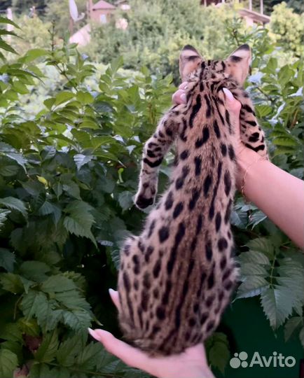 Саванна ф1 девочка