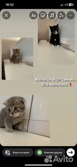 Котики бесплатно