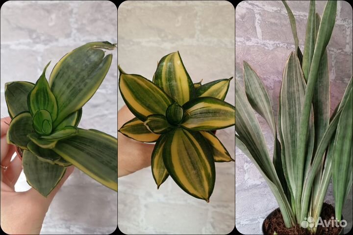 Сансевиерия