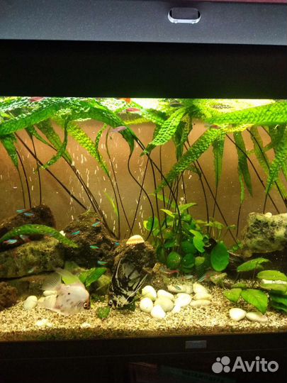 Аквариум
