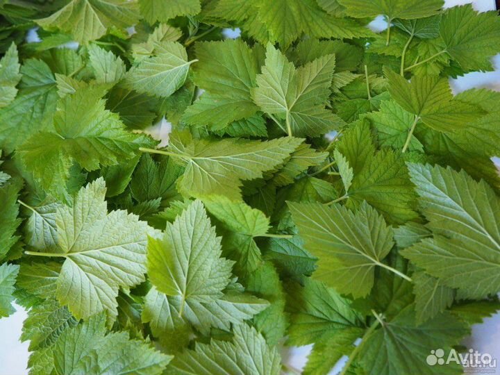 Листья смородины