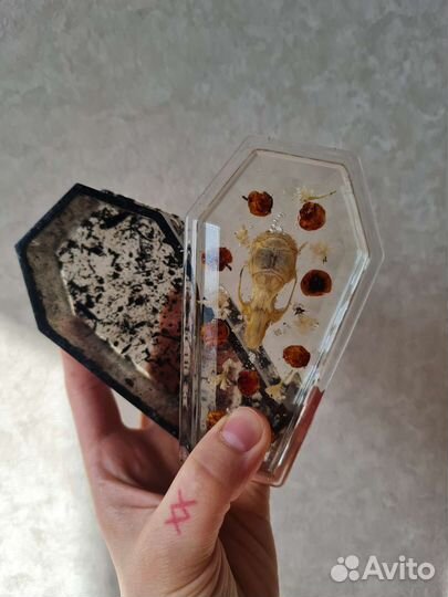 Шкатулка готика гроб кости таксидермия