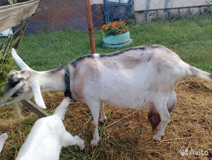 Коза дойная