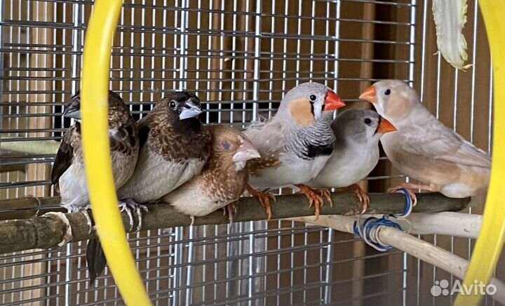 Зебровые амадины (птенцы)