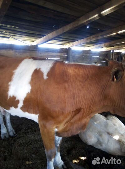 Корова и быки на мясо