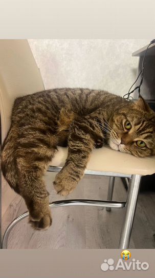 Кошка в дар бесплатно