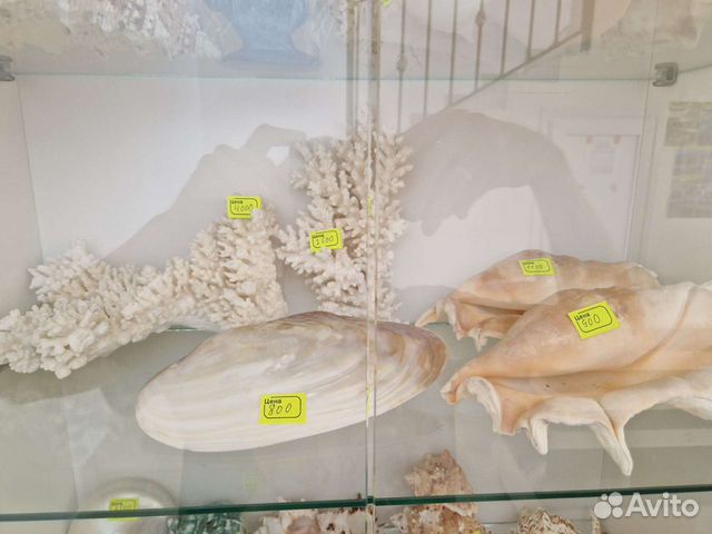 Морские ракушки и кораллы объявление продам