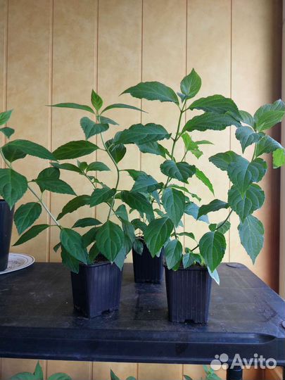 Гортензия метельчатая Полар Бир