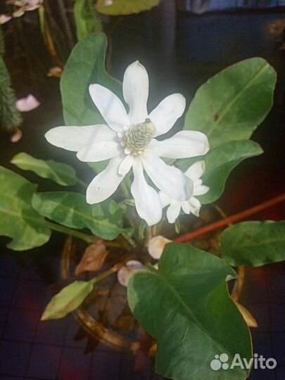 Растения для пруда