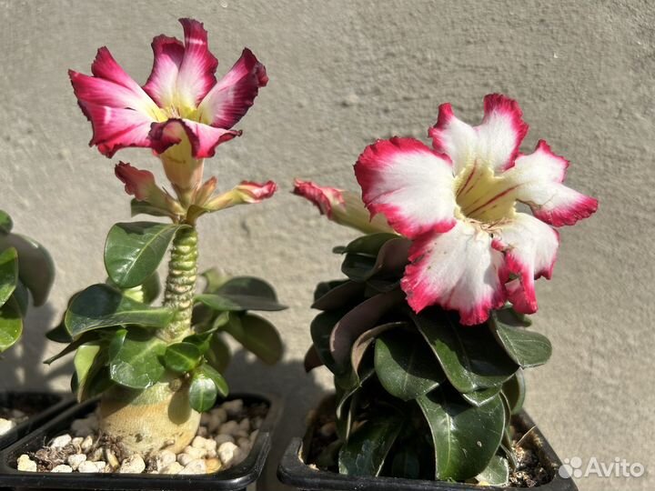 Адениум мини
