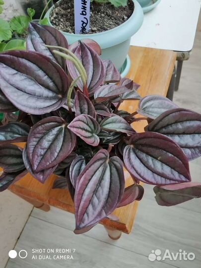 Пеперомия Кайенна